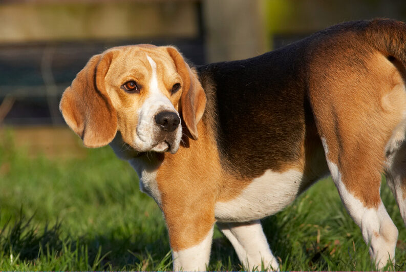 Archie, Beagle, Dog, Dogs, Play, Playing, Playtime, Stand, Standing