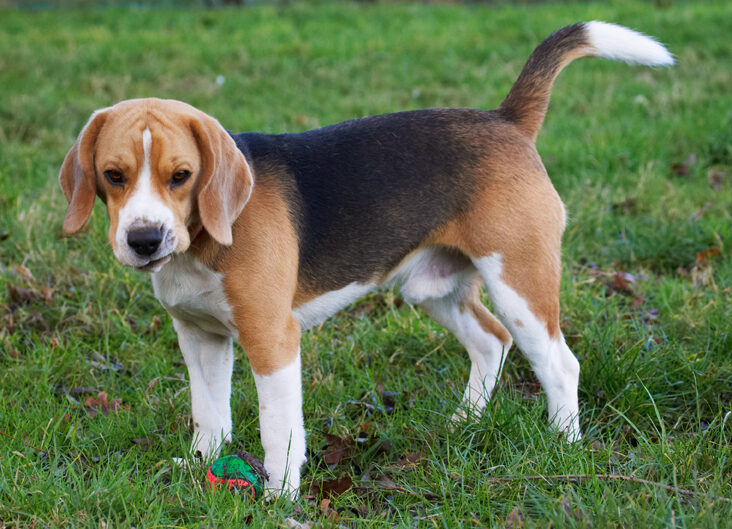 Archie, Beagle, Dog, Dogs, Face, Funny, Play, Playing, Playtime, Stand, Standing