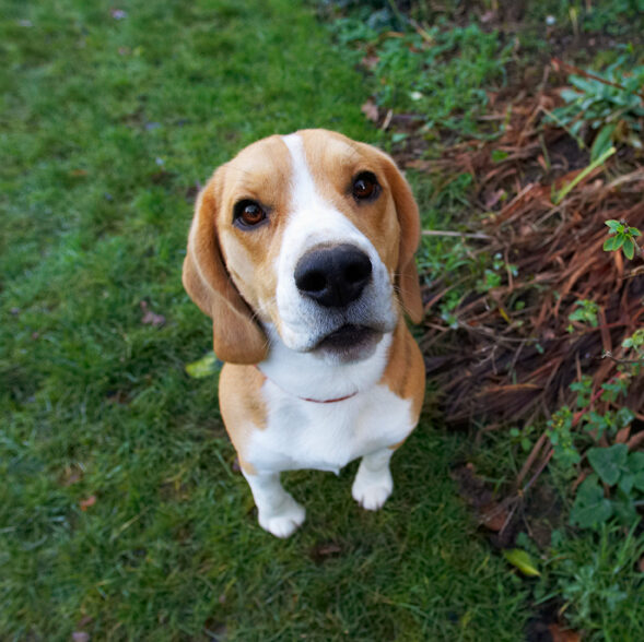 Archie, Beagle, Dog, Dogs, Play, Playing, Playtime, Sit, Sitting