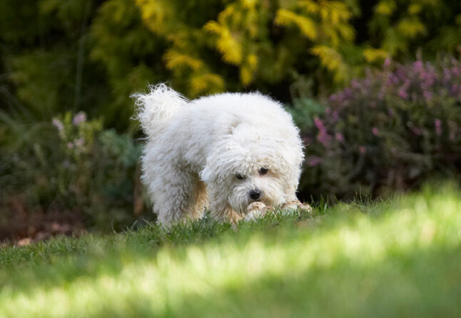 Ball, Bolognese, Dog, Dogs, Lulu, Play, Playing, Playtime