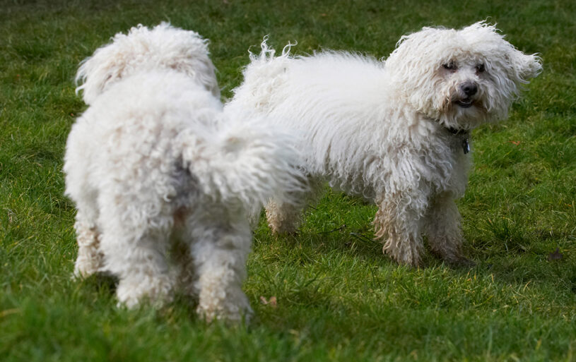 Best, Bolognese, Dog, Dogs, Friends, Lulu, Oscar, Play, Playing, Playtime