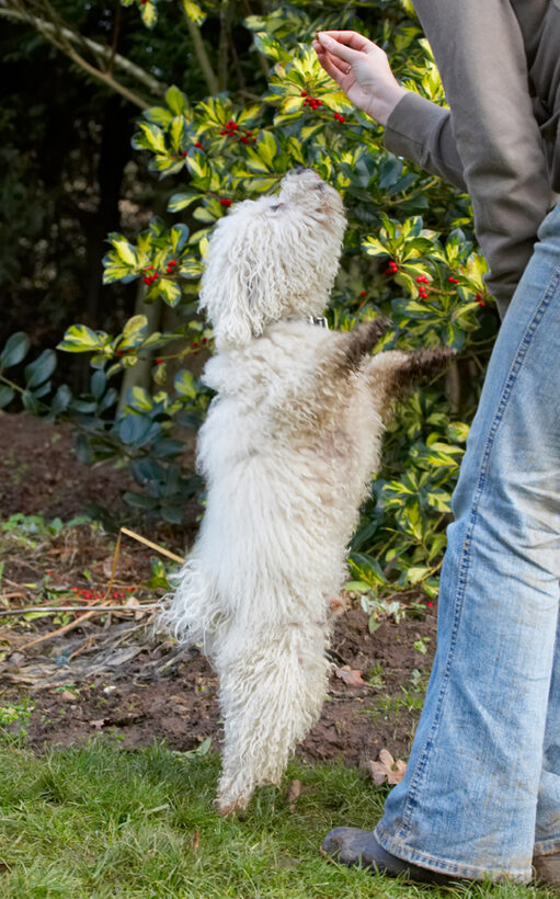 Beg, Begging, Bolognese, Dog, Dogs, Oscar, Play, Playing, Playtime
