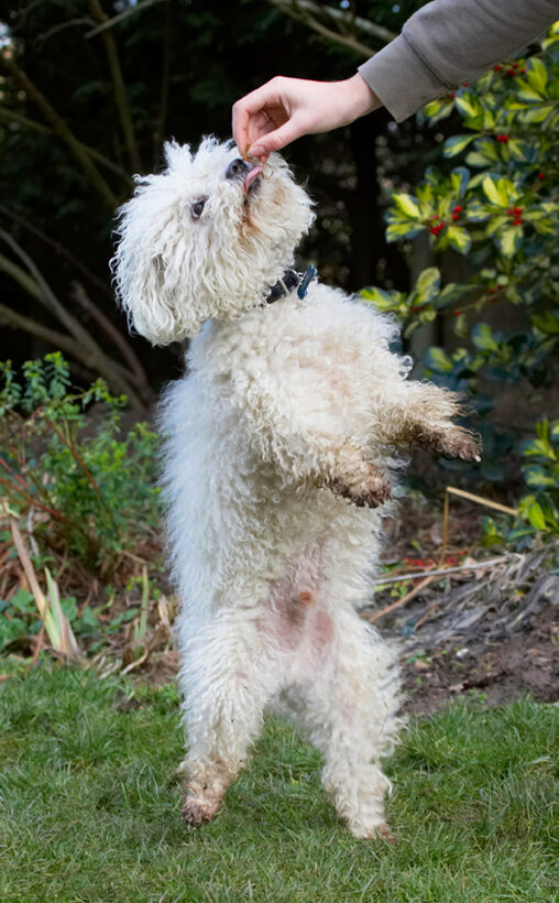 Beg, Begging, Bolognese, Dog, Dogs, Oscar, Play, Playing, Playtime