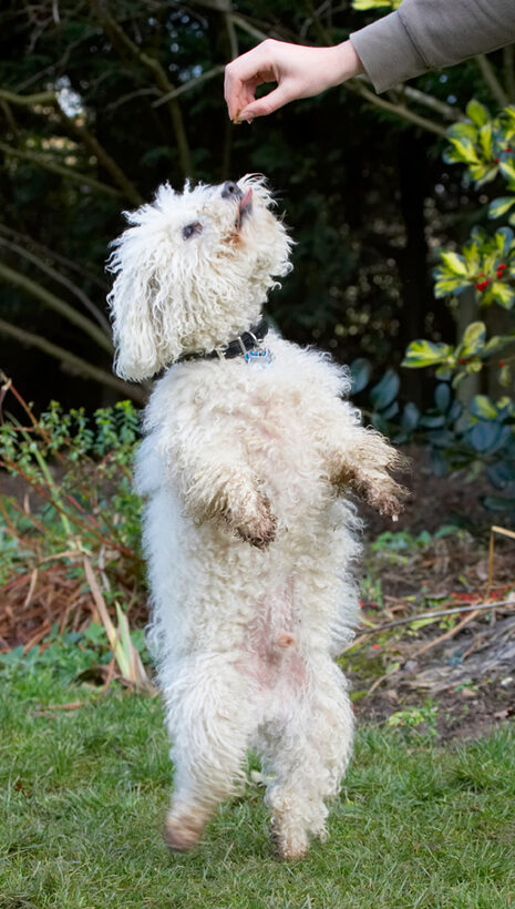 Beg, Begging, Bolognese, Dog, Dogs, Oscar, Play, Playing, Playtime, Tongue
