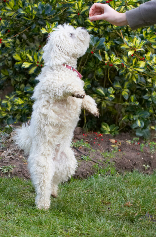 Beg, Begging, Bolognese, Dog, Dogs, Lulu, Play, Playing, Playtime