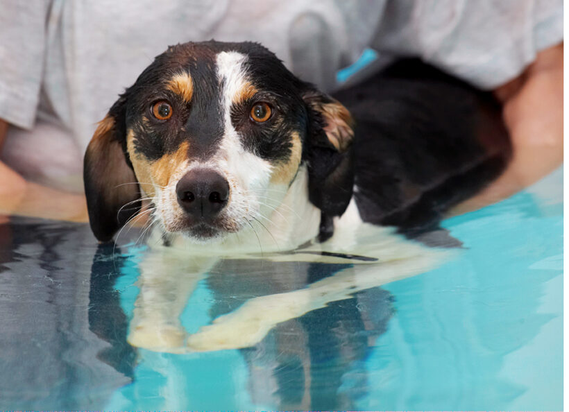 Dog, Dogs, Lurcher, Murphy, Play, Playing, Playtime, Pool, Swim, Swimming