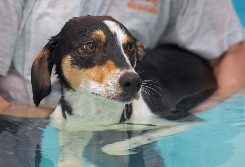 Dog, Dogs, Lurcher, Murphy, Play, Playing, Playtime, Pool, Swim, Swimming