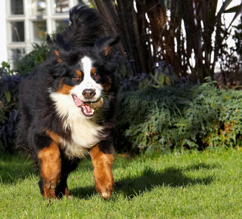 Ball, Bernese Mountain Dog, Digby, Dog, Dogs, Play, Playing, Playtime, Run, Running