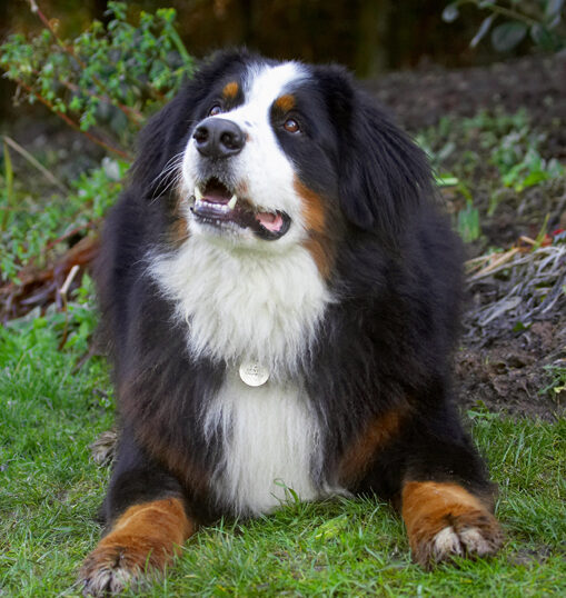 Bernese Mountain Dog, Digby, Dog, Dogs, Play, Playing, Playtime