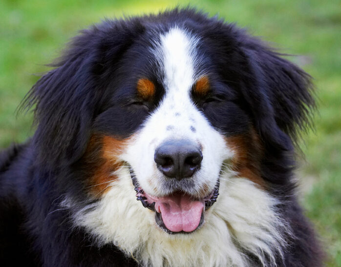 Bernese Mountain Dog, Digby, Dog, Dogs, Head, Play, Playing, Playtime, Tongue