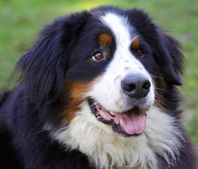 Bernese Mountain Dog, Digby, Dog, Dogs, Head, Play, Playing, Playtime, Tongue