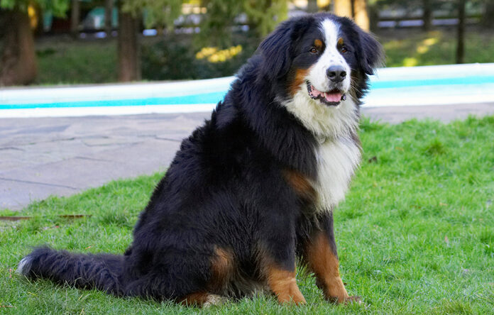Bernese Mountain Dog, Digby, Dog, Dogs, Play, Playing, Playtime, Sit, Sitting, Tongue