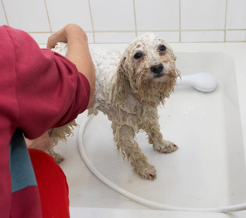 Bath, Bolognese, Dog, Dogs, Lulu, Oscar, Shower, Time