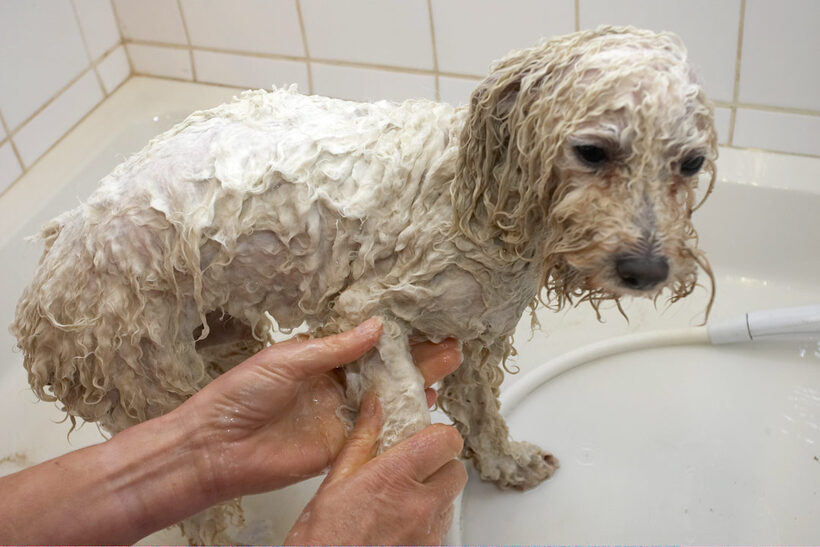 Bath, Bolognese, Dog, Dogs, Lulu, Oscar, Shower, Time