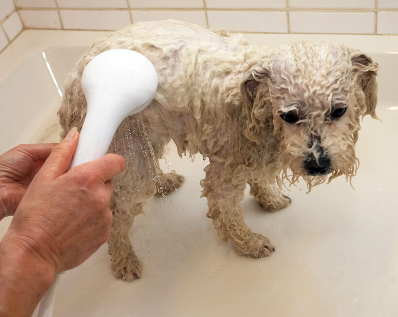 Bath, Bolognese, Dog, Dogs, Lulu, Oscar, Shower, Time