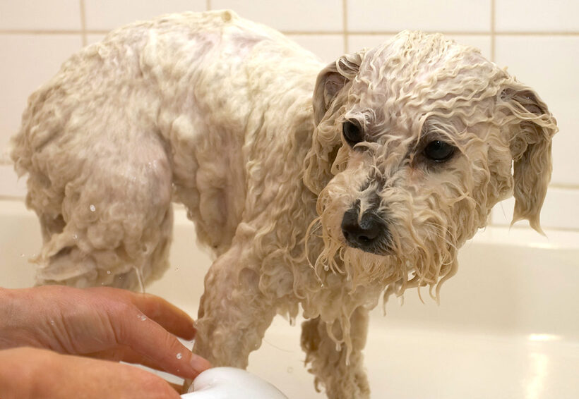 Bath, Bolognese, Dog, Dogs, Lulu, Oscar, Shower, Time