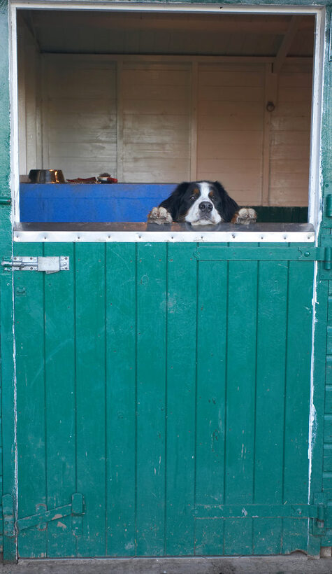 Animal, Animals, Canine, Canines, Digby, Dog, Dogs, Land Mammal, Land Mammals, Stable, Terrestrial Mammal, Terrestrial Mammals