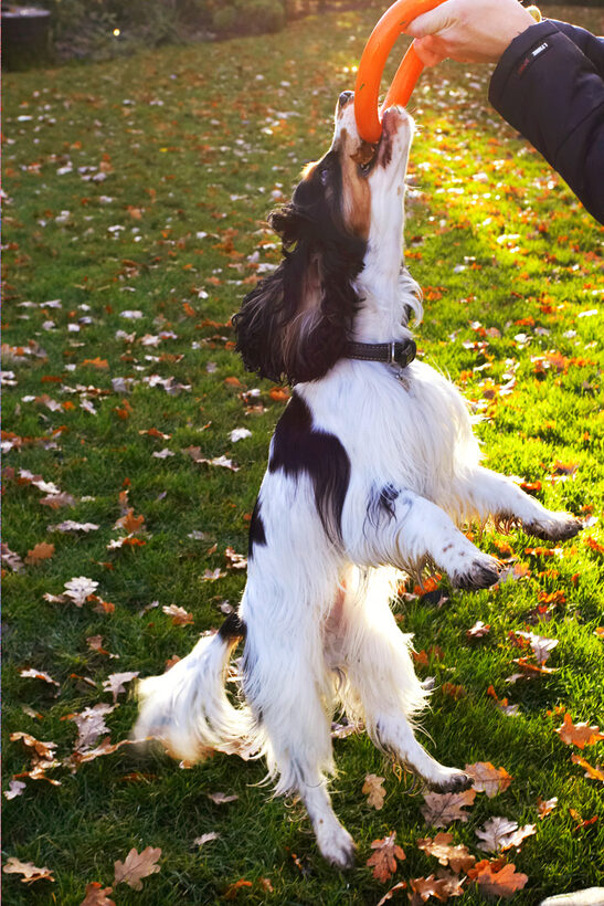 Cocker Spaniel, Dog, Dogs, Play, Playing, Playtime, Spaniels, Tugo-war, Ziggy