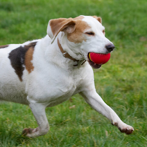 Ball, Beagle, Beagles, Dog, Dogs, Play, Playing, Playtime, Run, Running, Stan