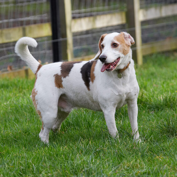Beagle, Beagles, Dog, Dogs, Play, Playing, Playtime, Stan, Tongue