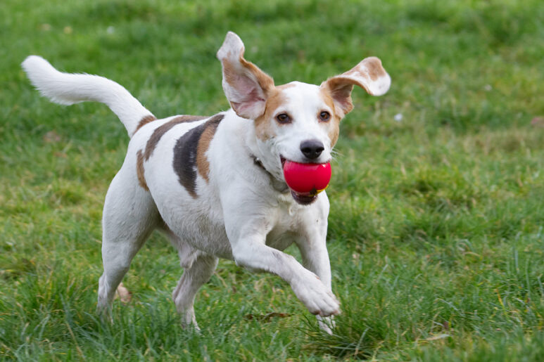 Ball, Beagle, Beagles, Dog, Dogs, Play, Playing, Playtime, Run, Running, Stan