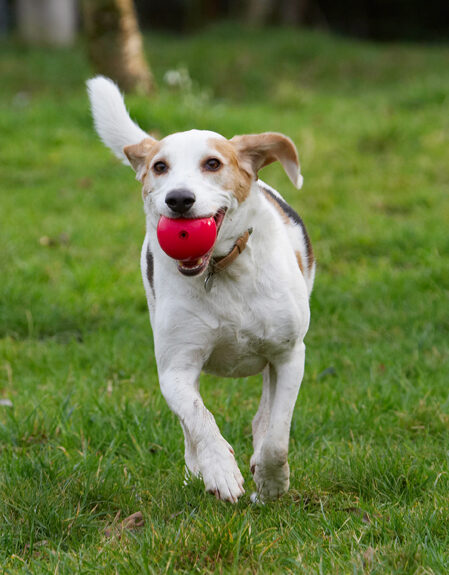 Ball, Beagle, Beagles, Dog, Dogs, Play, Playing, Playtime, Run, Running, Stan