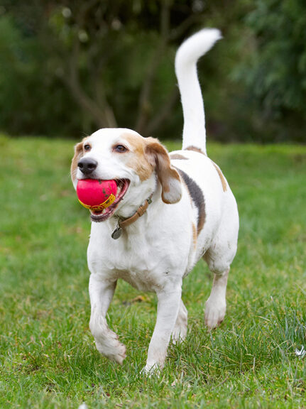 Ball, Beagle, Beagles, Dog, Dogs, Play, Playing, Playtime, Run, Running, Stan