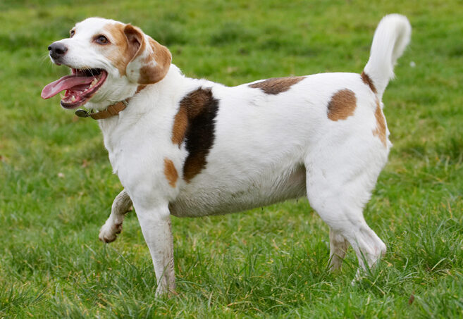 Beagle, Beagles, Dog, Dogs, Play, Playing, Playtime, Stan, Tongue