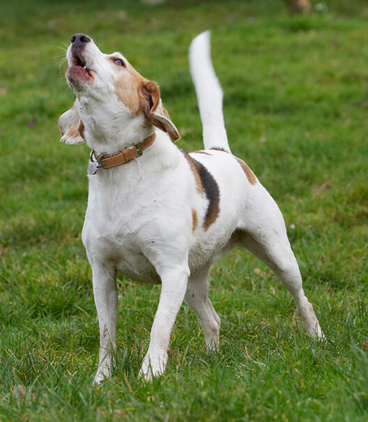 Beagle, Beagles, Dog, Dogs, Howl, Howling, Play, Playing, Playtime, Stan