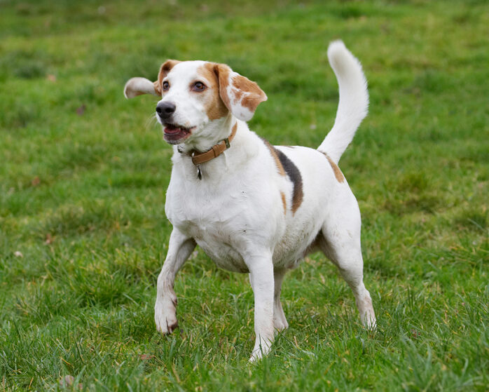 Alert, Beagle, Beagles, Dog, Dogs, Play, Playing, Playtime, Stan