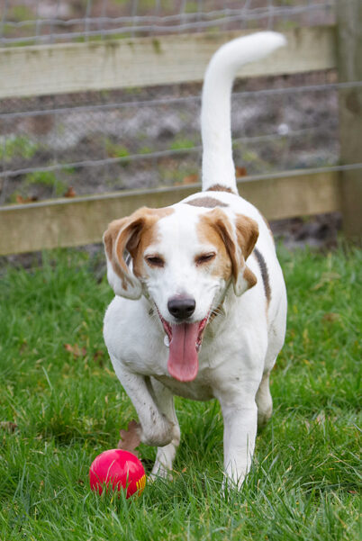 Ball, Beagle, Beagles, Dog, Dogs, Play, Playing, Playtime, Stan, Tongue