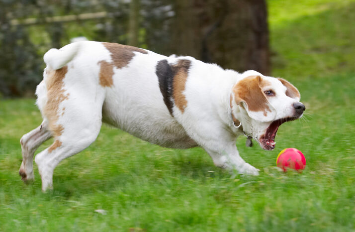 Ball, Beagle, Beagles, Catch, Catching, Dog, Dogs, Play, Playing, Playtime, Stan