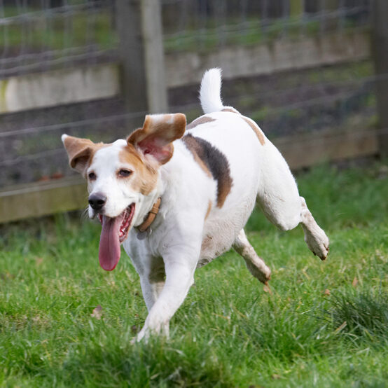 Beagle, Beagles, Dog, Dogs, Play, Playing, Playtime, Run, Running, Stan, Tongue