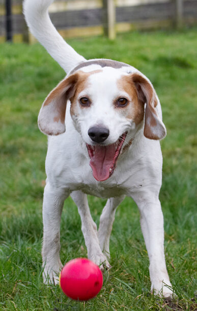 Ball, Beagle, Beagles, Dog, Dogs, Play, Playing, Playtime, Smile, Smiling, Stan, Tongue