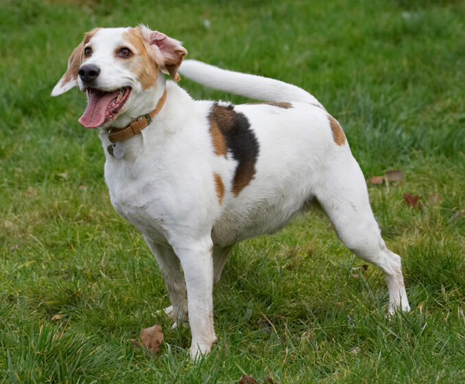 Beagle, Beagles, Dog, Dogs, Play, Playing, Playtime, Smile, Smiling, Stan, Tongue