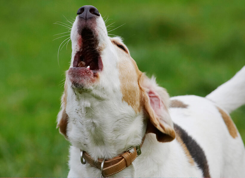 Beagle, Beagles, Dog, Dogs, Howl, Howling, Play, Playing, Playtime, Stan