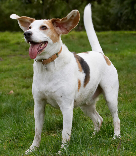 Beagle, Beagles, Dog, Dogs, Play, Playing, Playtime, Stan, Tongue