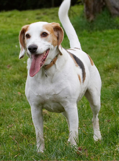 Beagle, Beagles, Dog, Dogs, Play, Playing, Playtime, Stan, Tongue