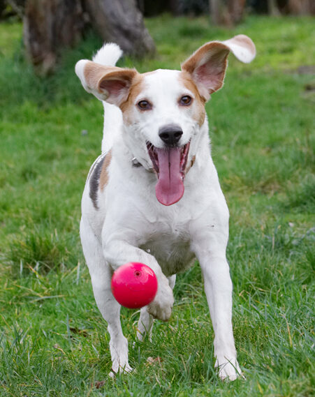 Ball, Beagle, Beagles, Dog, Dogs, Play, Playing, Playtime, Stan, Tongue