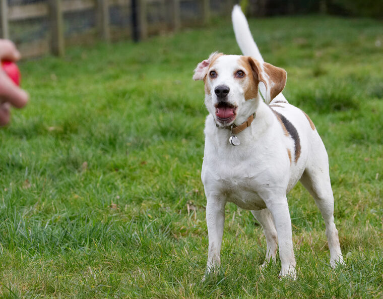 Ball, Beagle, Beagles, Dog, Dogs, Play, Playing, Playtime, Stan