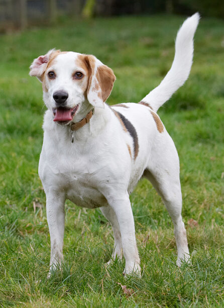 Beagle, Beagles, Dog, Dogs, Play, Playing, Playtime, Stan, Stand, Standing, Tongue
