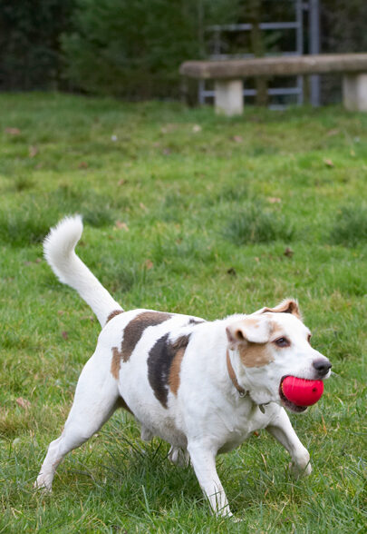 Ball, Beagle, Beagles, Dog, Dogs, Play, Playing, Playtime, Stan