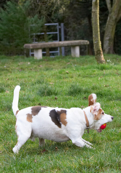 Ball, Beagle, Beagles, Dog, Dogs, Play, Playing, Playtime, Stan