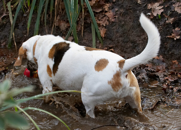 Ball, Beagle, Beagles, Dog, Dogs, Mud, Play, Playing, Playtime, Stan, Stream, Water
