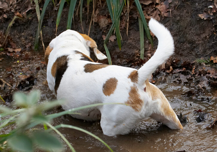 Beagle, Beagles, Dog, Dogs, Mud, Play, Playing, Playtime, Stan, Stream, Water