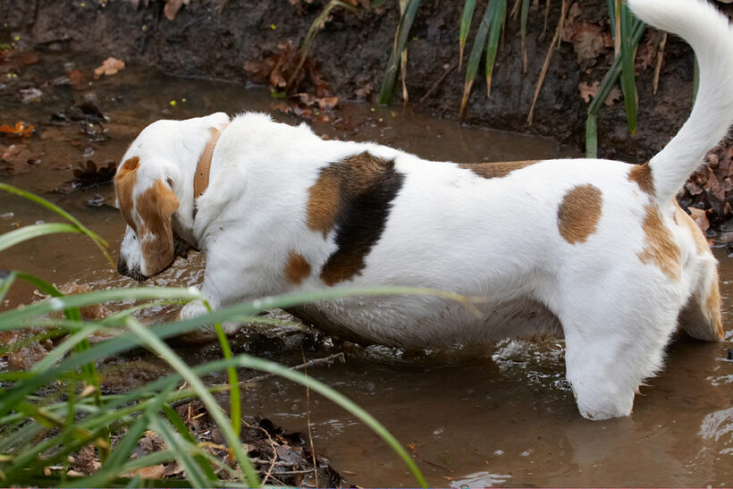 Beagle, Beagles, Dog, Dogs, Mud, Play, Playing, Playtime, Stan, Stream, Water