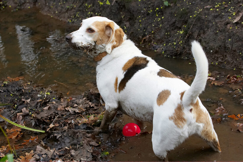 Ball, Beagle, Beagles, Dog, Dogs, Mucky, Mud, Play, Playing, Playtime, Stan, Stream, Water