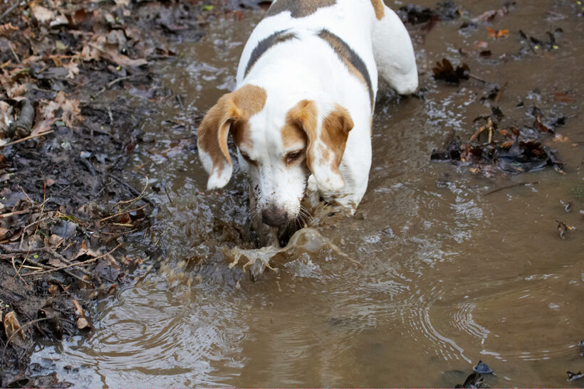 Ball, Beagle, Beagles, Dog, Dogs, Mud, Play, Playing, Playtime, Stan, Stream, Water