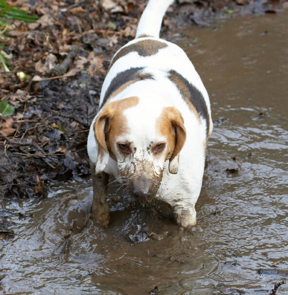 Beagle, Beagles, Dog, Dogs, Mucky, Mud, Play, Playing, Playtime, Stan, Stream, Water
