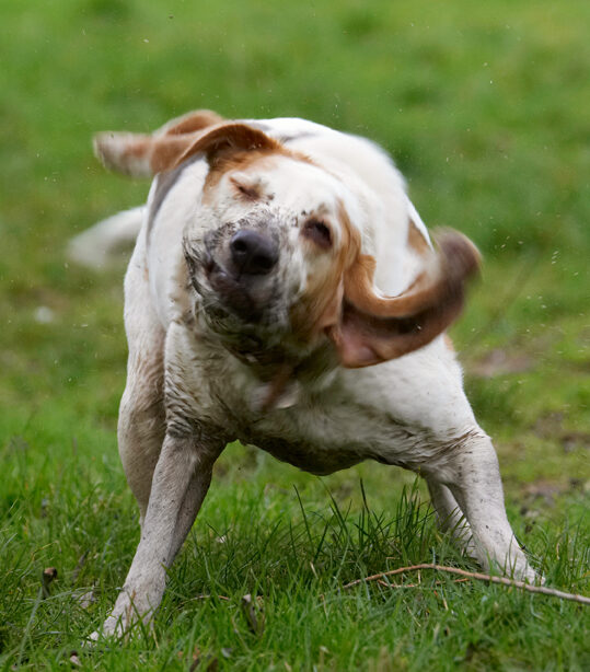 Beagle, Beagles, Dog, Dogs, Play, Playing, Playtime, Shake, Shaking, Stan